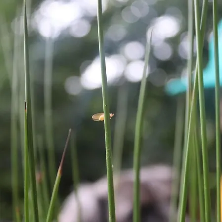 Oku Wooden Pod, Newburgh Priory Estate * York