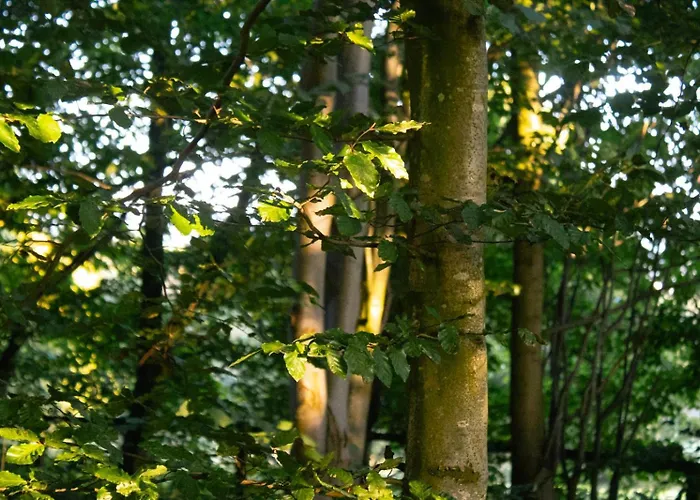 Oku Wooden Pod, Newburgh Priory Estate Chalet *