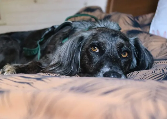 Chalet Oku Wooden Pod, Newburgh Priory Estate York