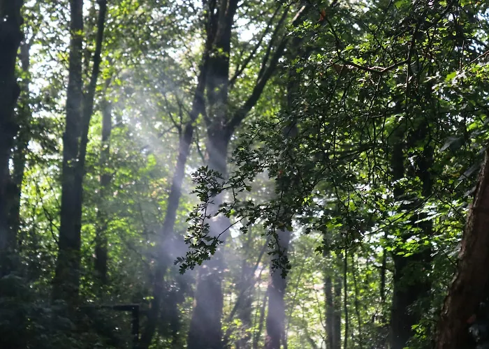 Oku Wooden Pod, Newburgh Priory Estate York