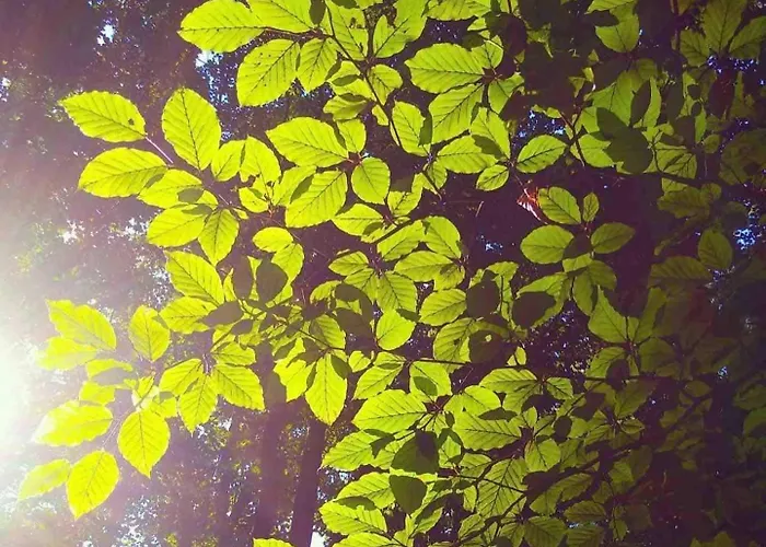 Oku Wooden Pod, Newburgh Priory Estate Chalet