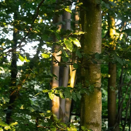 Oku Wooden Pod, Newburgh Priory Estate Chalé *