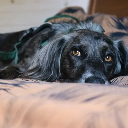 Chalé Oku Wooden Pod, Newburgh Priory Estate York