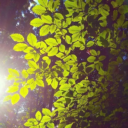 Oku Wooden Pod, Newburgh Priory Estate Chalé