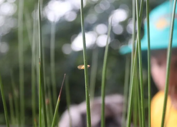 Oku Wooden Pod, Newburgh Priory Estate * York